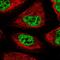 Splicing Factor 3b Subunit 6 antibody, HPA034829, Atlas Antibodies, Immunofluorescence image 