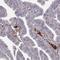 Afamin antibody, HPA052437, Atlas Antibodies, Immunohistochemistry paraffin image 