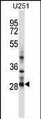 Homeobox protein Hox-C4 antibody, PA5-71894, Invitrogen Antibodies, Western Blot image 
