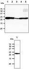 Parkinsonism Associated Deglycase antibody, MBS200323, MyBioSource, Western Blot image 