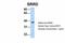 SRR1 Domain Containing antibody, A16584, Boster Biological Technology, Western Blot image 