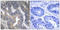 GTP Binding Protein 2 antibody, LS-C120024, Lifespan Biosciences, Immunohistochemistry frozen image 