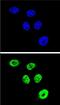 Flap Structure-Specific Endonuclease 1 antibody, PA5-12480, Invitrogen Antibodies, Immunofluorescence image 