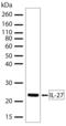 Interleukin 27 antibody, 710175, Invitrogen Antibodies, Western Blot image 