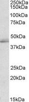 TIA1 Cytotoxic Granule Associated RNA Binding Protein Like 1 antibody, PA5-19240, Invitrogen Antibodies, Western Blot image 