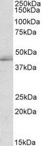 TIA1 Cytotoxic Granule Associated RNA Binding Protein Like 1 antibody, PA5-19240, Invitrogen Antibodies, Western Blot image 