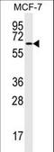 MAP2 antibody, LS-C163992, Lifespan Biosciences, Western Blot image 