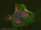 Epithelial Cell Adhesion Molecule antibody, ab32392, Abcam, Immunofluorescence image 