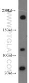 Plexin B2 antibody, 10602-1-AP, Proteintech Group, Western Blot image 
