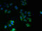 Transmembrane Protein 14A antibody, LS-C376812, Lifespan Biosciences, Immunofluorescence image 