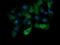 Anaphase Promoting Complex Subunit 11 antibody, MA5-26264, Invitrogen Antibodies, Immunocytochemistry image 