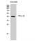 Protein Kinase CAMP-Activated Catalytic Subunit Gamma antibody, LS-C385518, Lifespan Biosciences, Western Blot image 