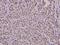 SURF1 Cytochrome C Oxidase Assembly Factor antibody, PA5-36198, Invitrogen Antibodies, Immunohistochemistry frozen image 