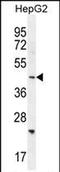 SH2 Domain Containing 4B antibody, PA5-71597, Invitrogen Antibodies, Western Blot image 