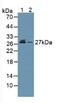 Proteasome Subunit Alpha 5 antibody, MBS2027800, MyBioSource, Western Blot image 