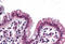 SWI/SNF Related, Matrix Associated, Actin Dependent Regulator Of Chromatin, Subfamily B, Member 1 antibody, MBS245670, MyBioSource, Immunohistochemistry frozen image 