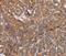 NADH:Ubiquinone Oxidoreductase Subunit A1 antibody, PA5-50460, Invitrogen Antibodies, Immunohistochemistry frozen image 