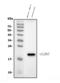 Claudin 7 antibody, A03851-2, Boster Biological Technology, Western Blot image 