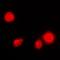 Nuclear Factor Kappa B Subunit 1 antibody, orb214308, Biorbyt, Immunofluorescence image 