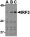 Interferon Regulatory Factor 3 antibody, PA5-20086, Invitrogen Antibodies, Western Blot image 