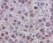 POU Class 5 Homeobox 1 antibody, M00174, Boster Biological Technology, Immunohistochemistry paraffin image 