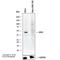 Isocitrate Dehydrogenase (NADP(+)) 1, Cytosolic antibody, NBP1-47804, Novus Biologicals, Western Blot image 