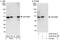 SAP30 Binding Protein antibody, A302-832A, Bethyl Labs, Immunoprecipitation image 