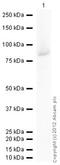 Peripherin antibody, ab4666, Abcam, Western Blot image 