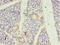 STE20 Related Adaptor Beta antibody, CSB-PA874868EA01HU, Cusabio, Immunohistochemistry frozen image 