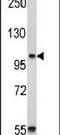 Cadherin 3 antibody, PA5-11586, Invitrogen Antibodies, Western Blot image 