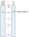 Dynactin Subunit 2 antibody, PA5-47881, Invitrogen Antibodies, Western Blot image 