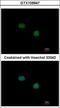 Transcription Termination Factor 2 antibody, GTX109947, GeneTex, Immunocytochemistry image 