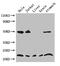 Copper Metabolism Domain Containing 1 antibody, CSB-PA818712LA01HU, Cusabio, Western Blot image 