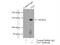 TEK Receptor Tyrosine Kinase antibody, 19157-1-AP, Proteintech Group, Immunoprecipitation image 