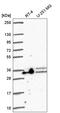 Aly/REF Export Factor antibody, HPA061282, Atlas Antibodies, Western Blot image 