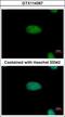 AT-Rich Interaction Domain 3A antibody, GTX114367, GeneTex, Immunofluorescence image 