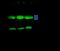 Proteasome activator complex subunit 3 antibody, GTX02278, GeneTex, Immunoprecipitation image 