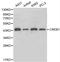 CAMP Responsive Element Binding Protein 1 antibody, LS-C192450, Lifespan Biosciences, Western Blot image 
