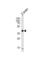 Eukaryotic Translation Initiation Factor 3 Subunit E antibody, abx030996, Abbexa, Western Blot image 