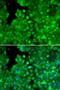 Interleukin 10 Receptor Subunit Alpha antibody, LS-C331715, Lifespan Biosciences, Immunofluorescence image 