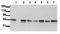 Glycogen Synthase Kinase 3 Beta antibody, AM00066PU-N, Origene, Western Blot image 