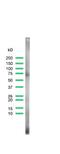 Alpha Fetoprotein antibody, MBS300943, MyBioSource, Western Blot image 