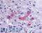 Synoviolin 1 antibody, LS-A8402, Lifespan Biosciences, Immunohistochemistry frozen image 
