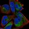 Zinc Finger And BTB Domain Containing 39 antibody, HPA020306, Atlas Antibodies, Immunofluorescence image 