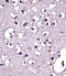 Lipoprotein Lipase antibody, 57-531, ProSci, Immunohistochemistry paraffin image 