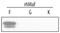 MAF BZIP Transcription Factor F antibody, PA5-47552, Invitrogen Antibodies, Western Blot image 