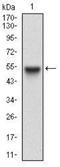 RAB27A, Member RAS Oncogene Family antibody, NBP2-37248, Novus Biologicals, Western Blot image 