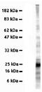 Vesicle Associated Membrane Protein 7 antibody, ab36195, Abcam, Western Blot image 