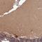 Pseudouridine Synthase 1 antibody, HPA051636, Atlas Antibodies, Immunohistochemistry frozen image 