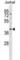 DNA Methyltransferase 3 Like antibody, abx028909, Abbexa, Western Blot image 